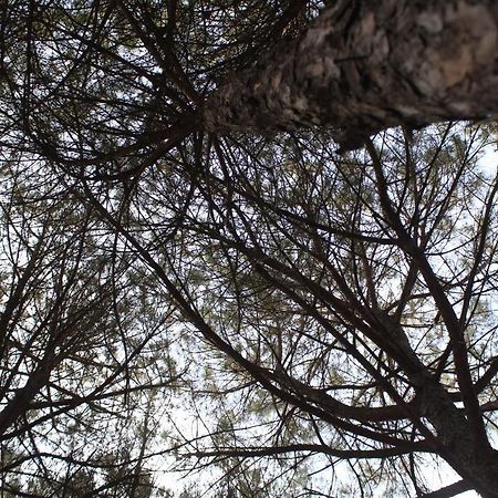 Hotel Marmara Velipoja Kültér fotó